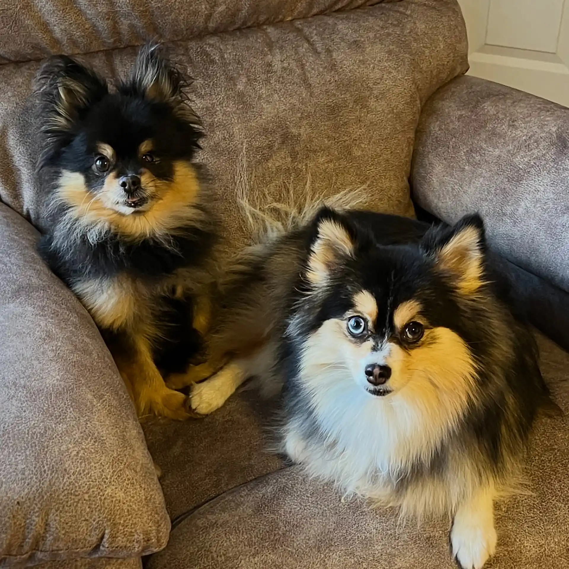 Susie's fur kids Pita and Rosie